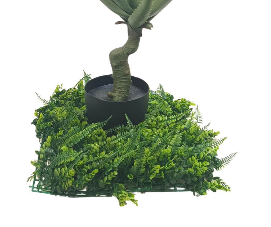 Декоративнo растение Алое Вера ― Baron.bg