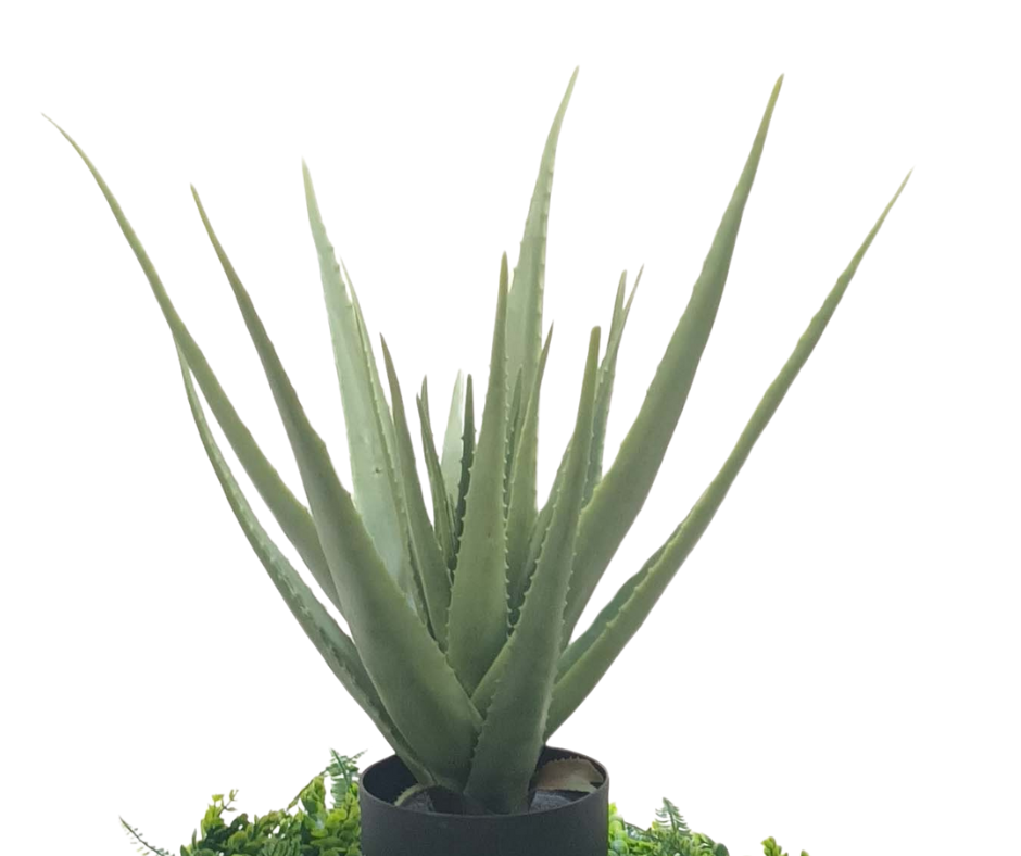 Декоративнo растение Алое Вера ― Baron.bg