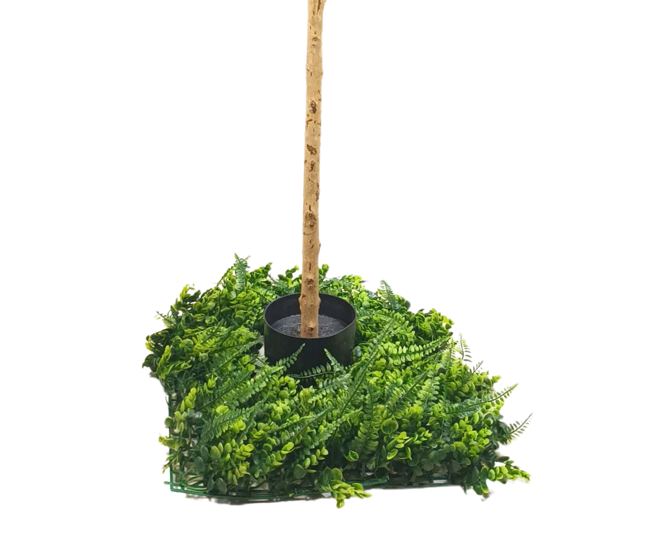 Декоративнo растение Лаврово дърво ― Baron.bg