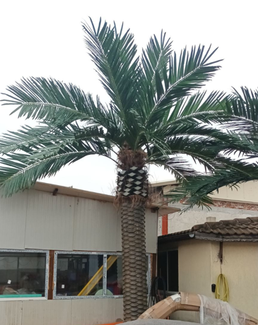 Изкуствена палма за външна употреба MB043