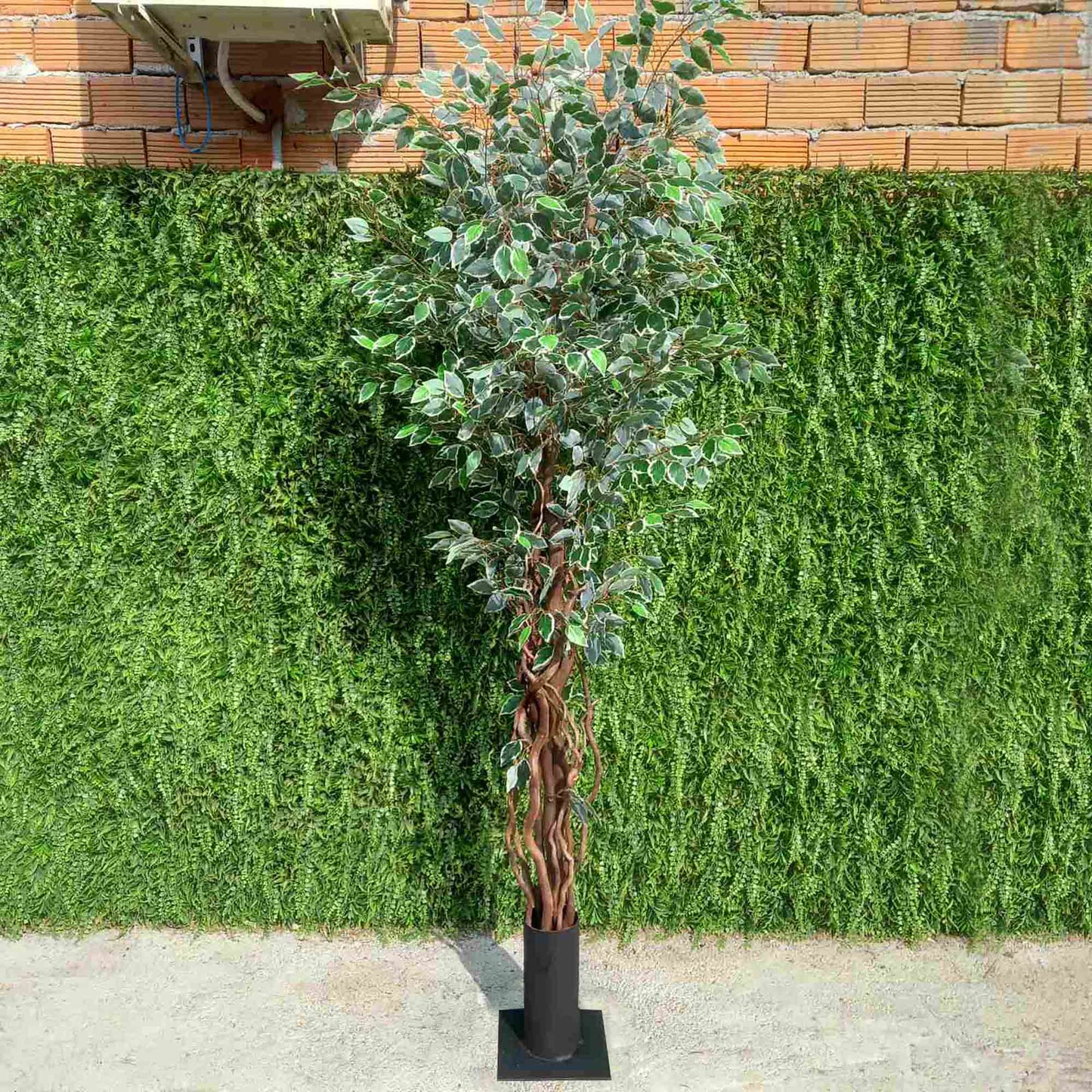 Шарен Фикус Бенджамин с преплетени стебла 022