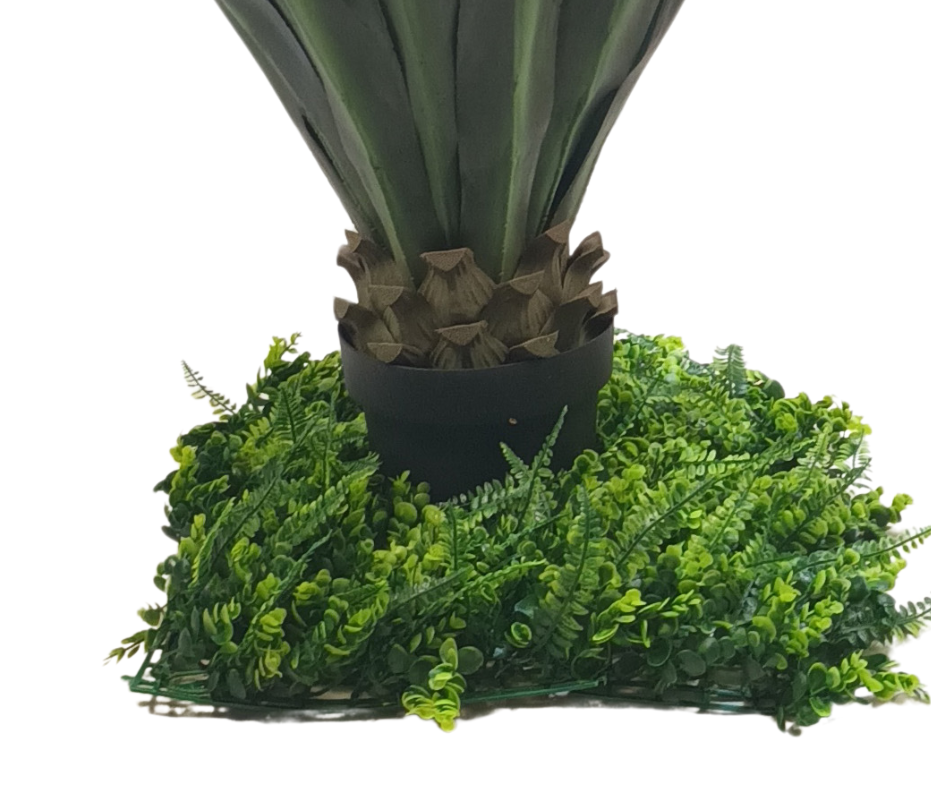 Декоративнo растение Юка ― Baron.bg