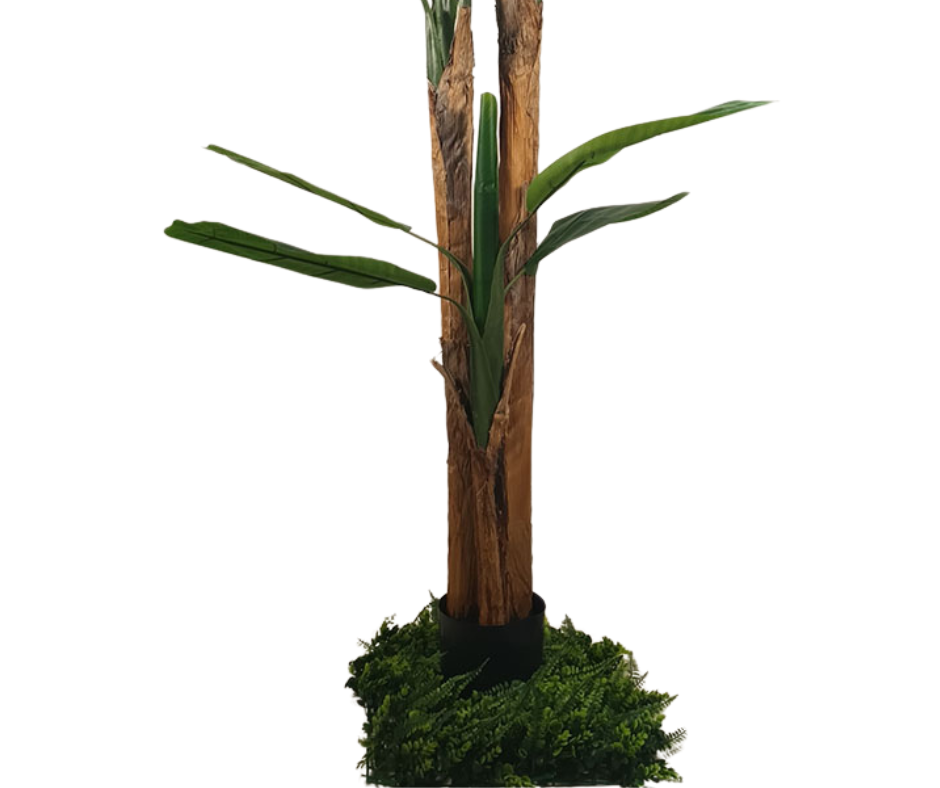 Декоративнo растение Бананово дърво ― Baron.bg