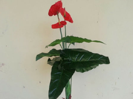 Изкуствен Антуриум 3 цвята 90см.