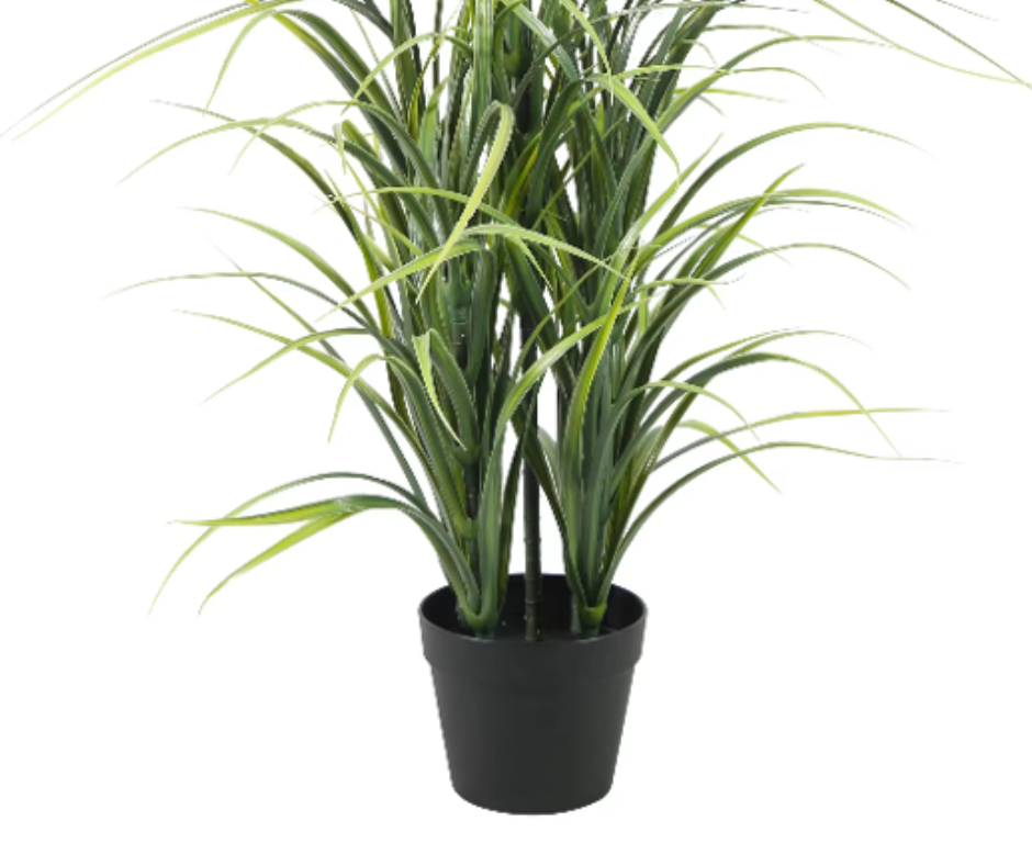 Декоративна Драцена дракон ― Baron.bg