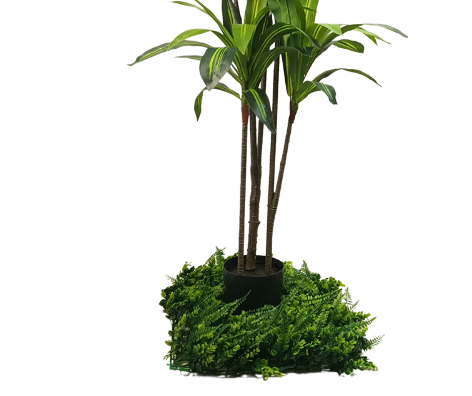 Декоративнo растение Драцена ― Baron.bg