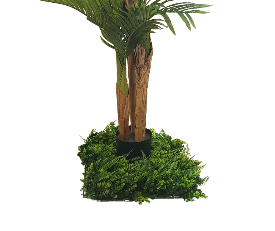 Декоративна палма ― Baron.bg