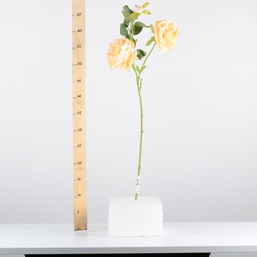 Стрък роза с два цвята и една пъпка baron.bg