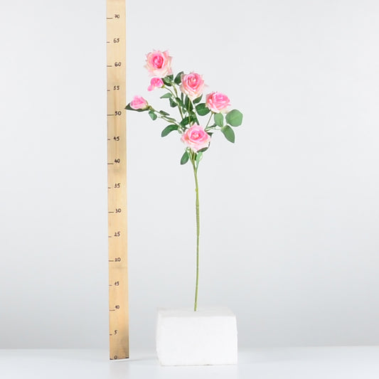 Стрък роза с два цвята и две пъпки - baron.bg