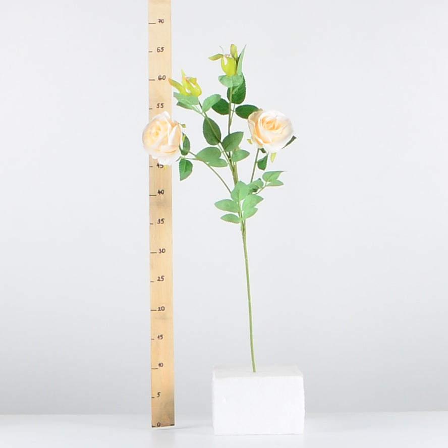 Стрък роза с два цвята и две пъпки - baron.bg