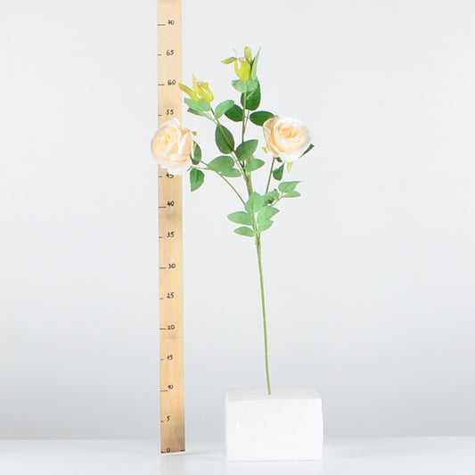 Стрък роза с два цвята и две пъпки - baron.bg