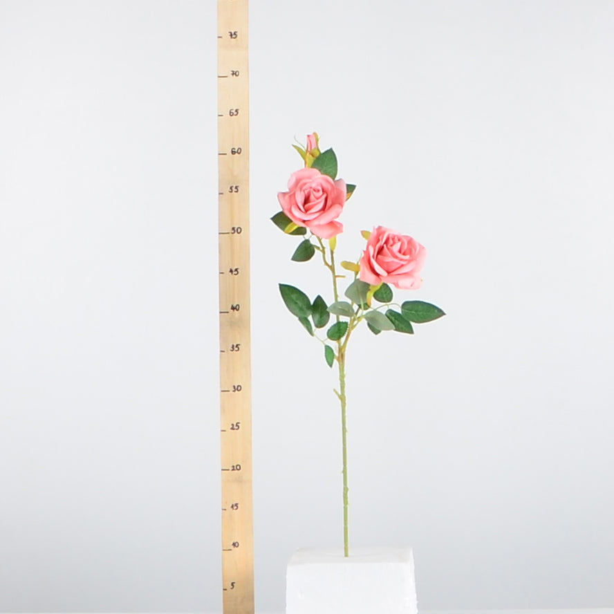 Стрък роза с два цвята и две пъпки - baron.bg