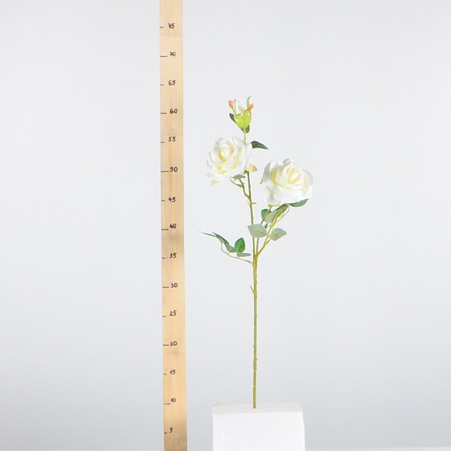 Стрък роза с два цвята и една пъпки - baron.bg