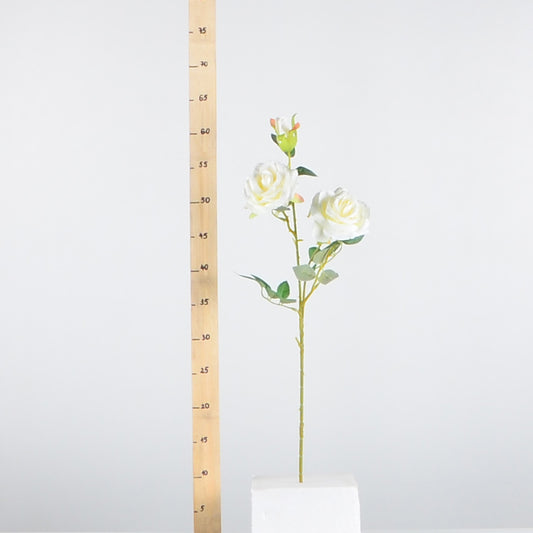 Стрък роза с два цвята и една пъпки - baron.bg