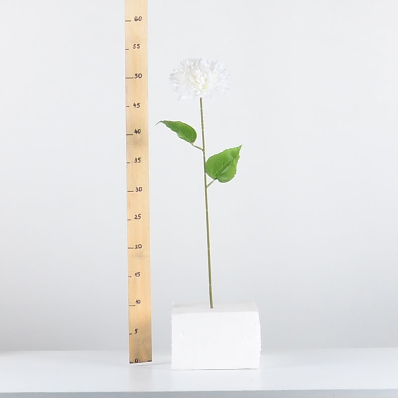 Декоративна бяла хортензия - baron.bg