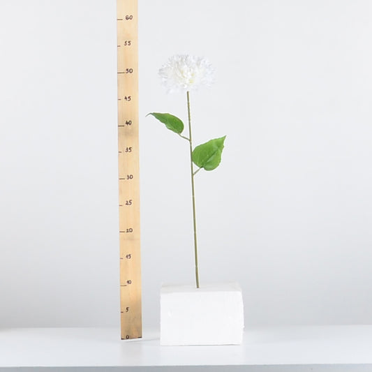 Декоративна бяла хортензия - baron.bg