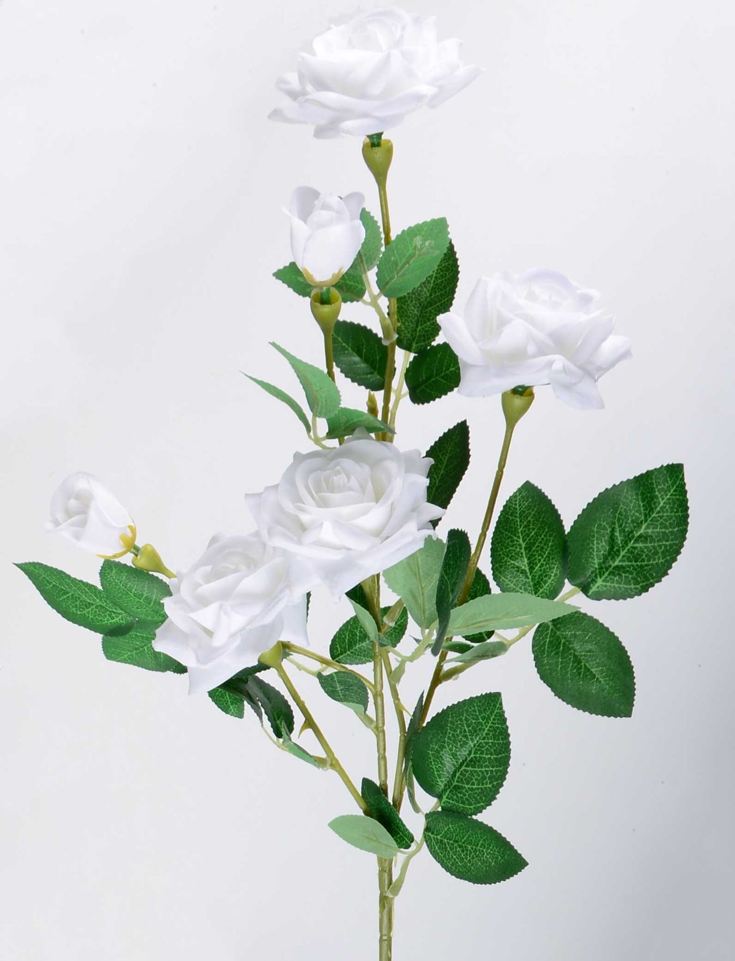 Стрък роза с два цвята и две пъпки - baron.bg