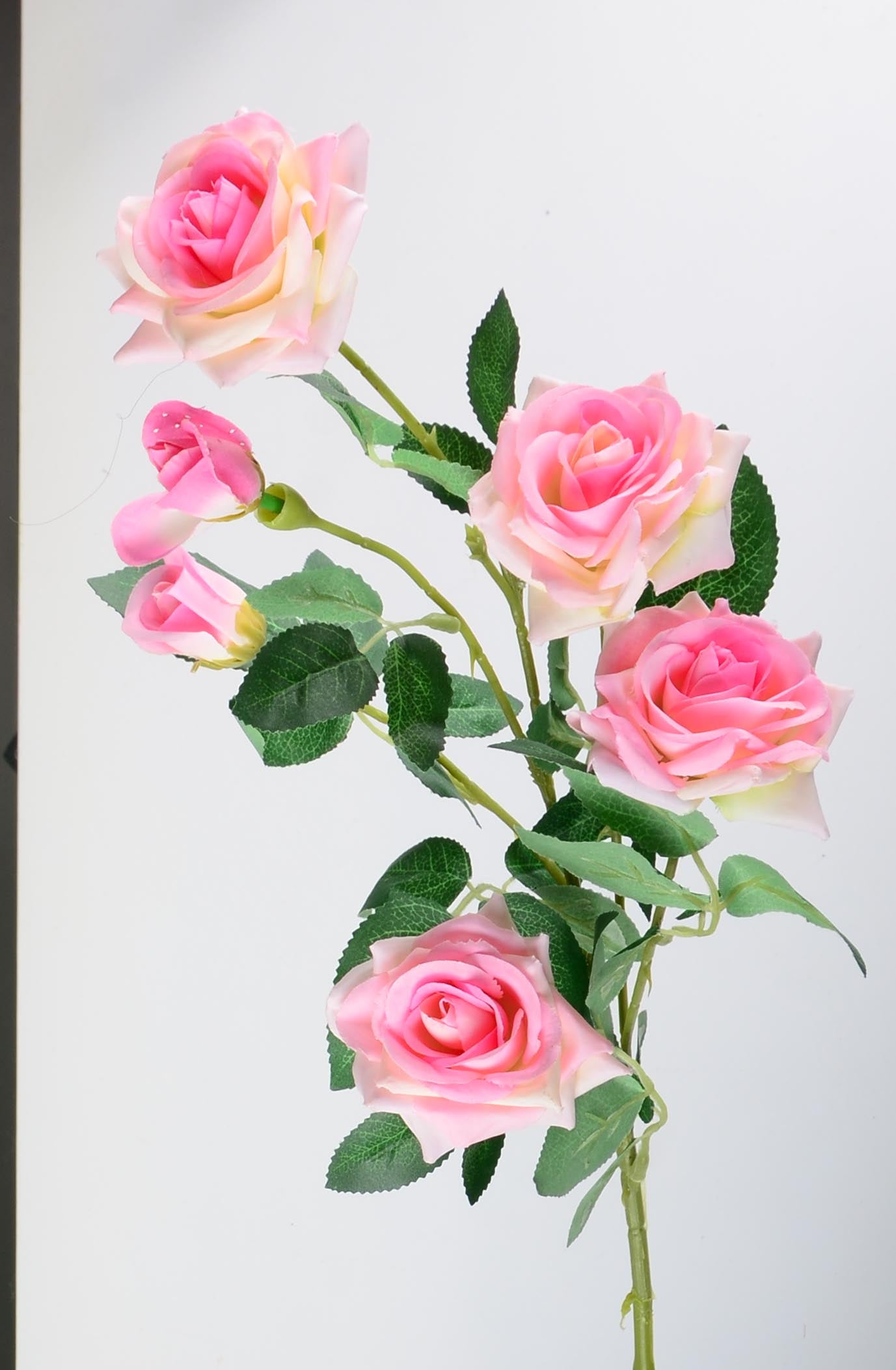 Стрък роза с два цвята и две пъпки - baron.bg