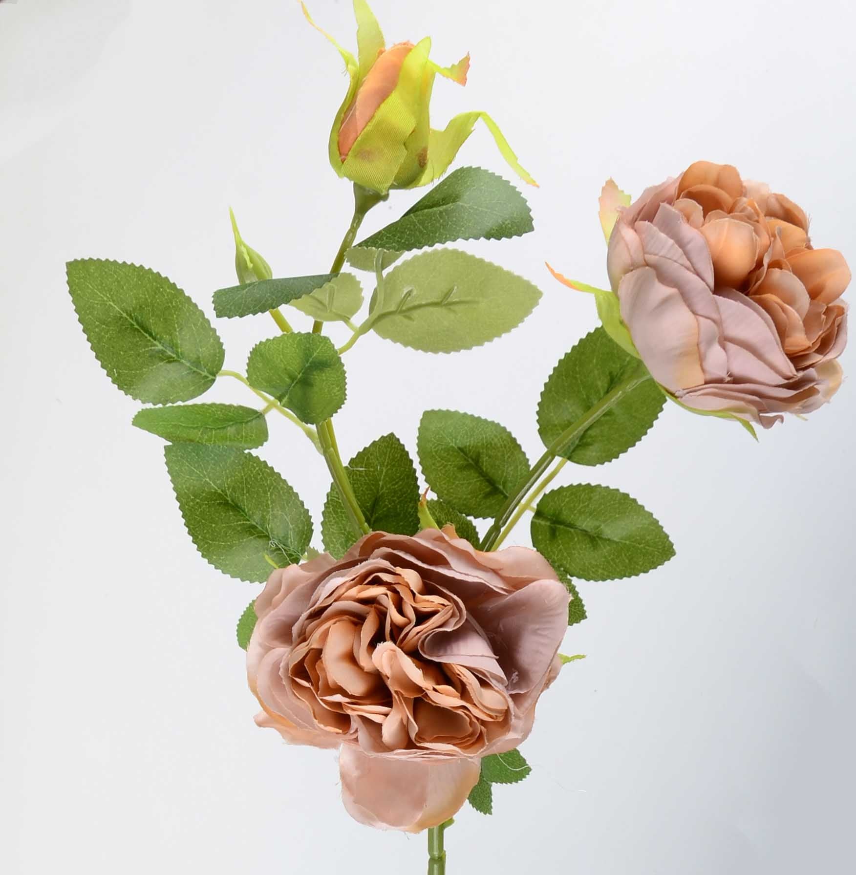 Стрък роза с два цвята и две пъпки - baron.bg