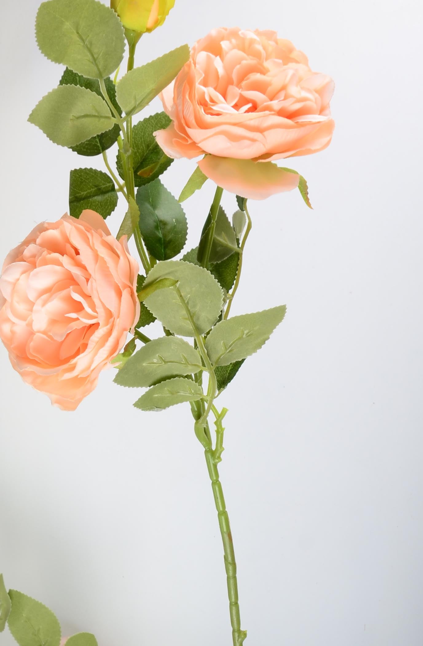 Стрък роза с два цвята и една пъпка - baron.bg