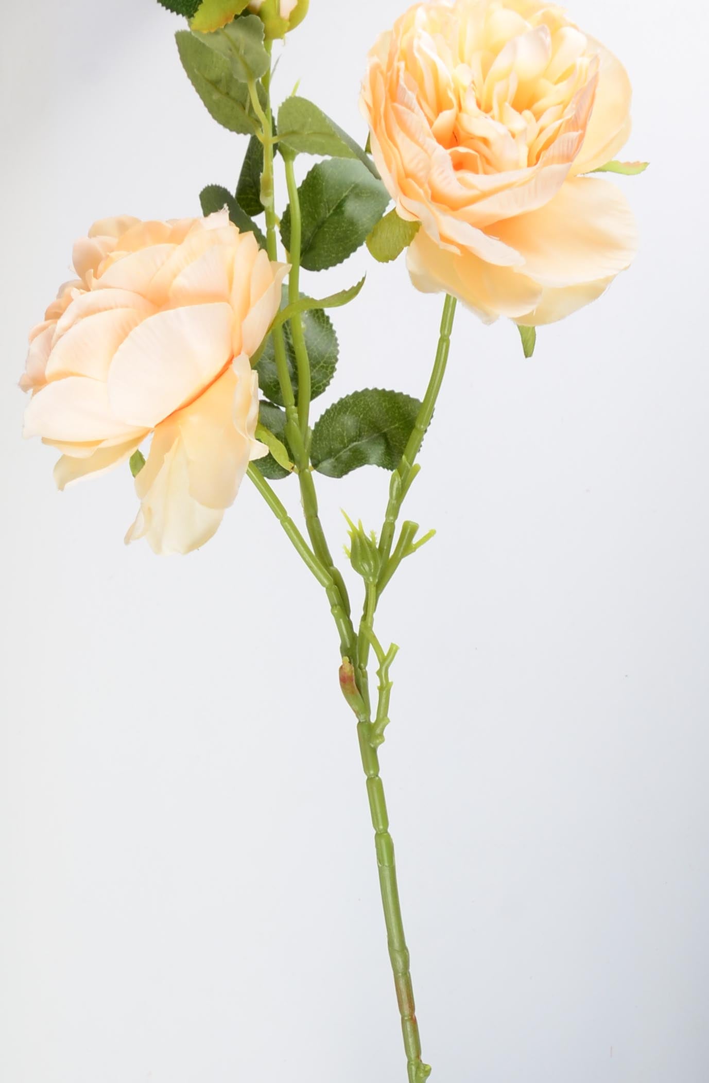 Стрък роза с два цвята и една пъпка baron.bg