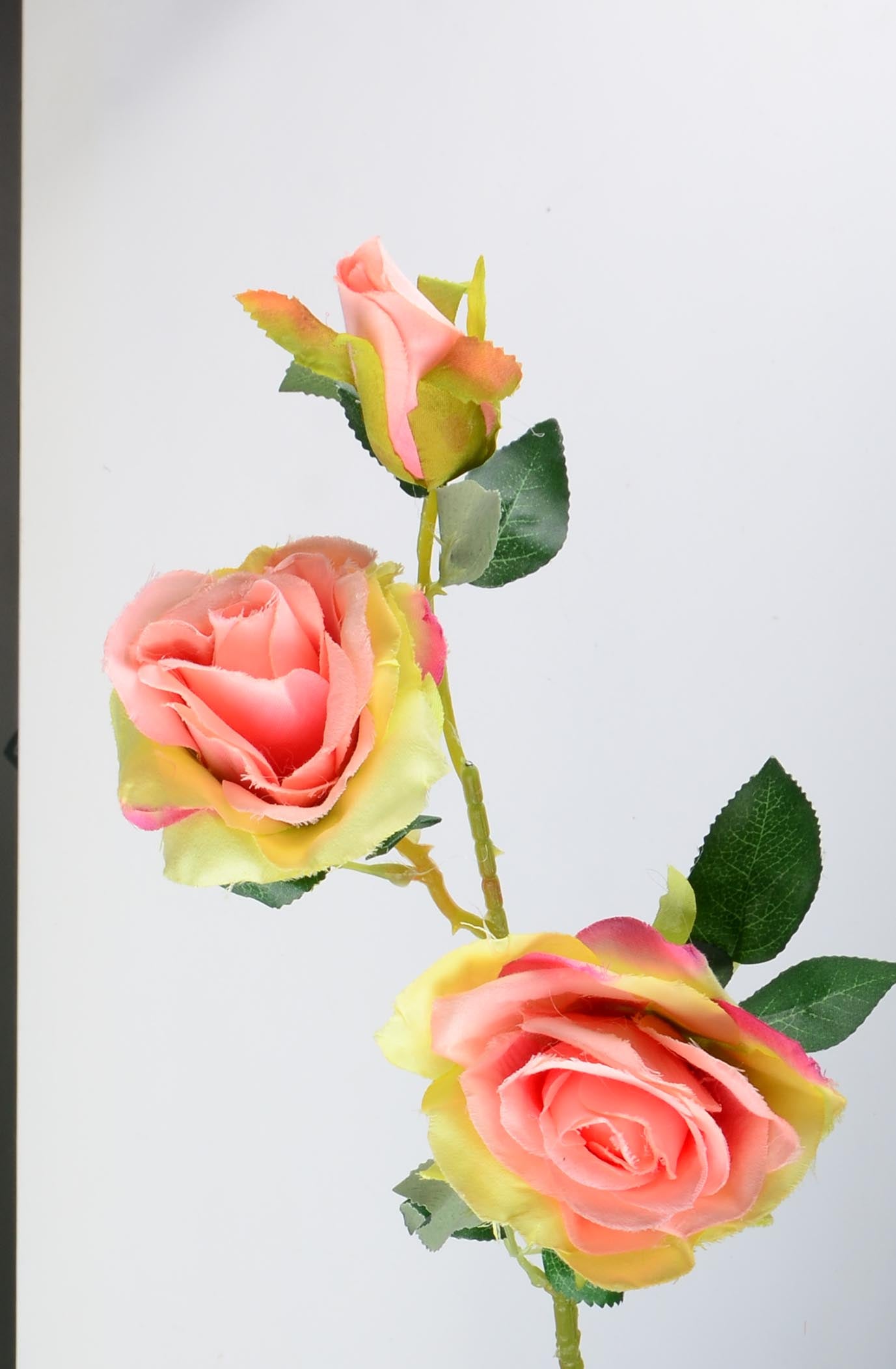 Стрък роза с два цвята и една пъпка - baron.bg