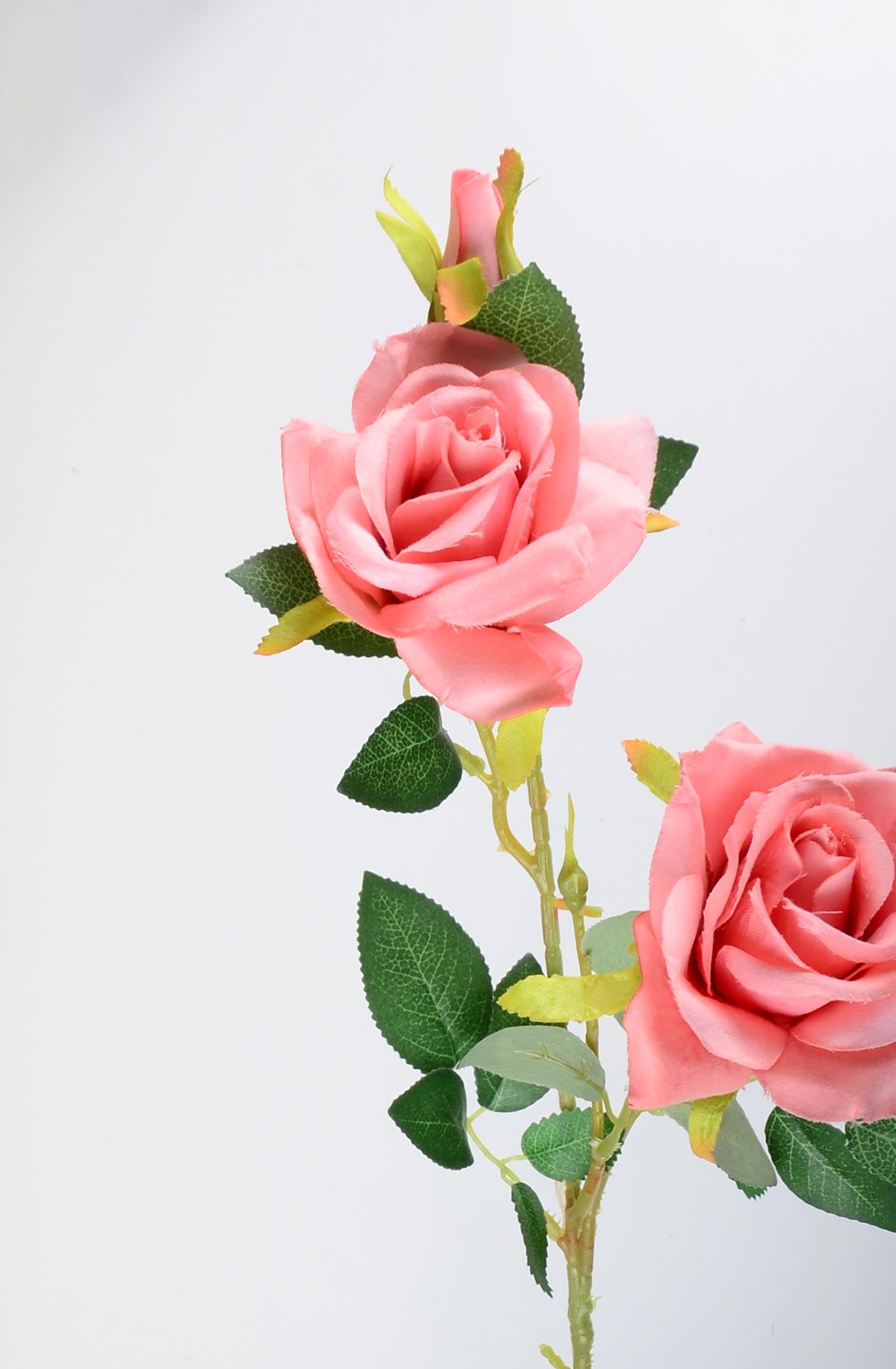 Стрък роза с два цвята и две пъпки - baron.bg