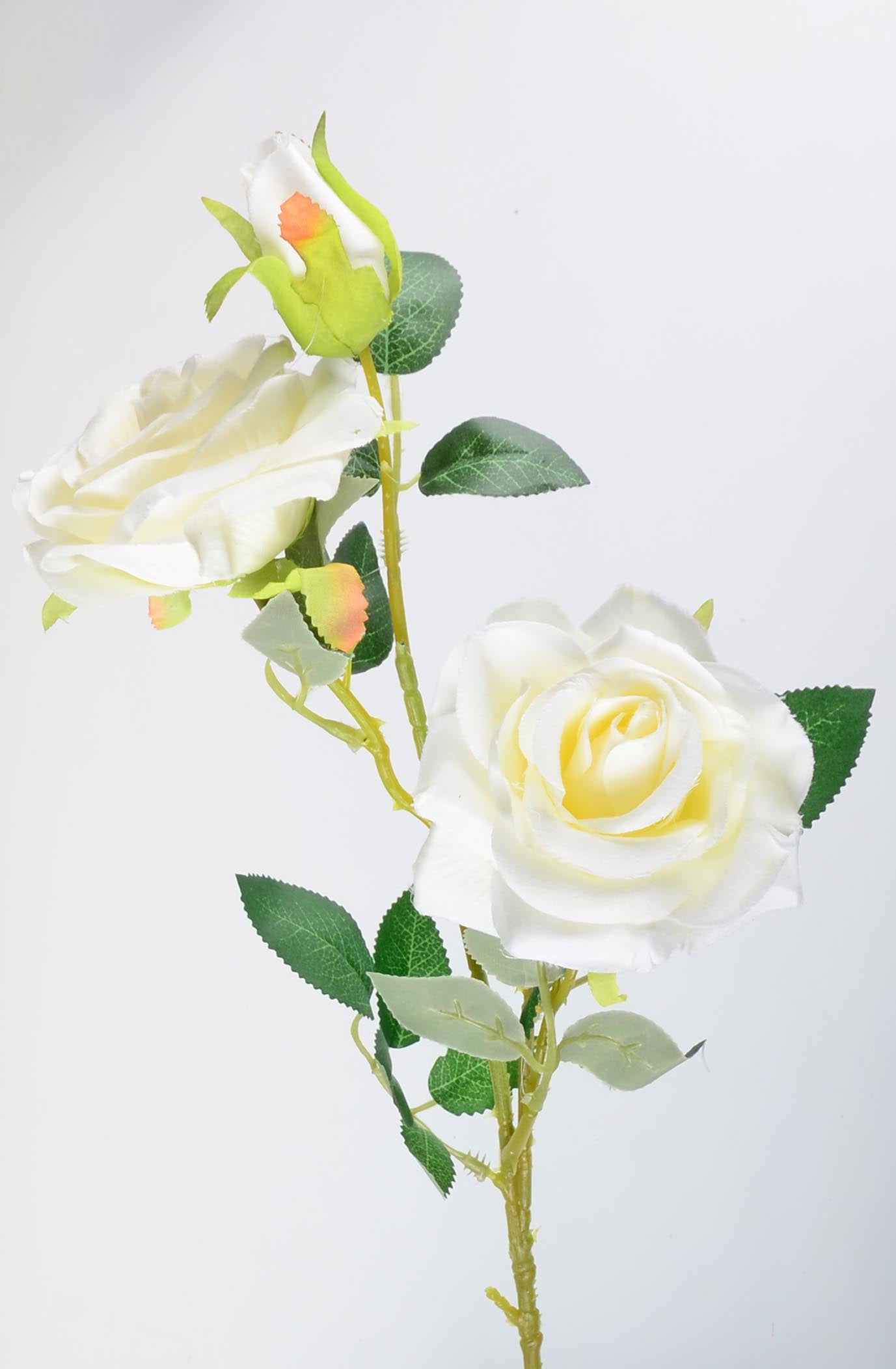 Стрък роза с два цвята и една пъпки - baron.bg