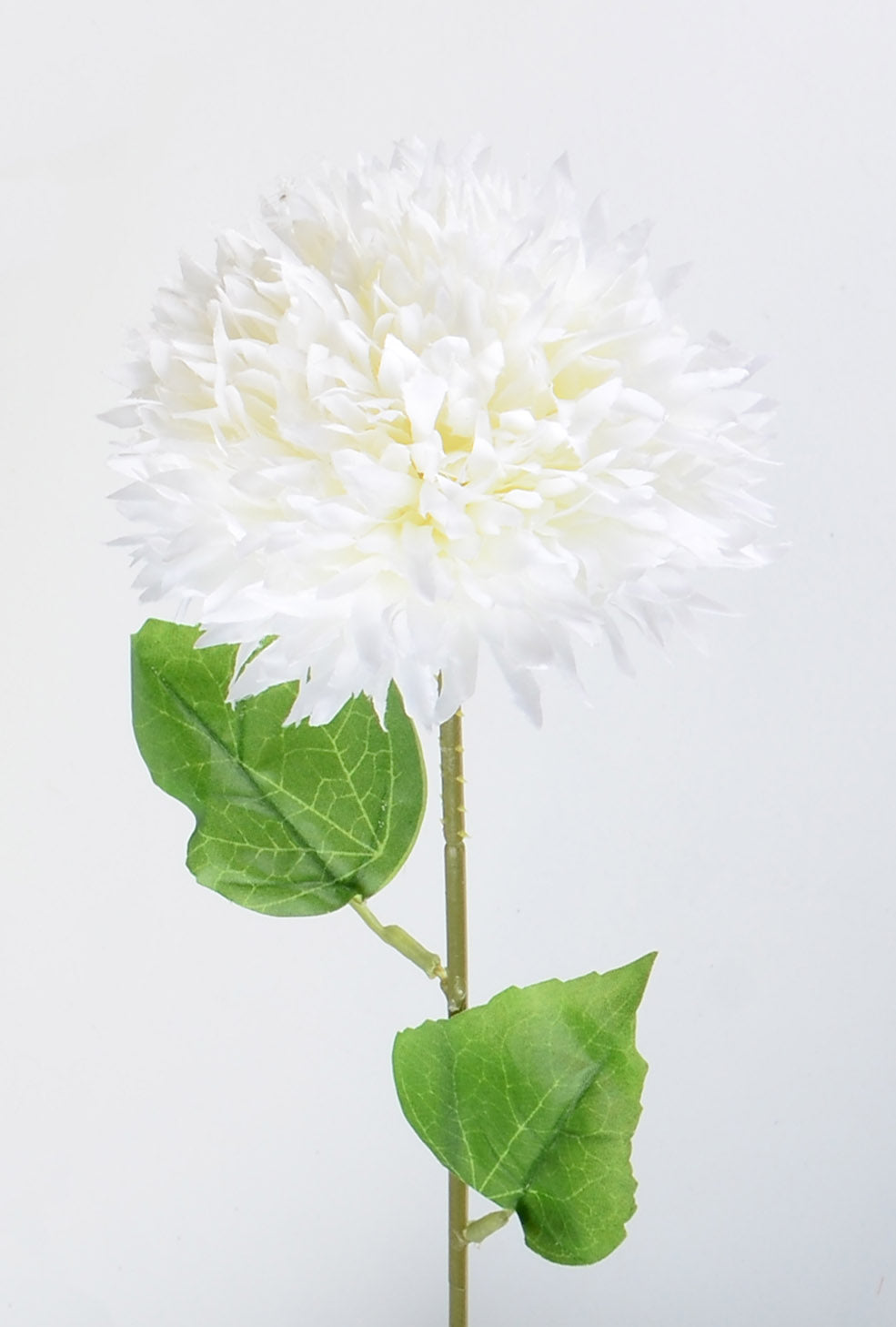 Декоративна бяла хортензия - baron.bg