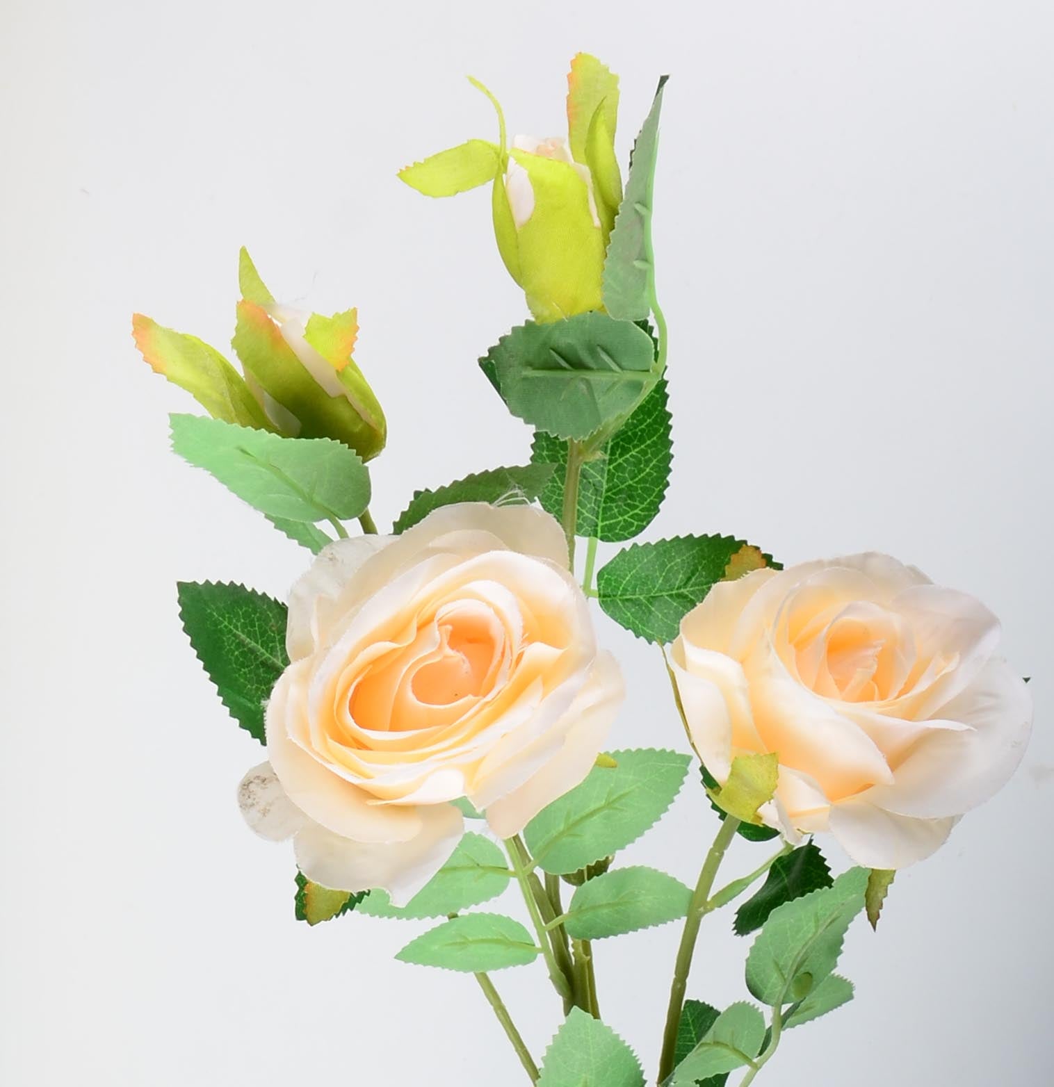 Стрък роза с два цвята и две пъпки - baron.bg