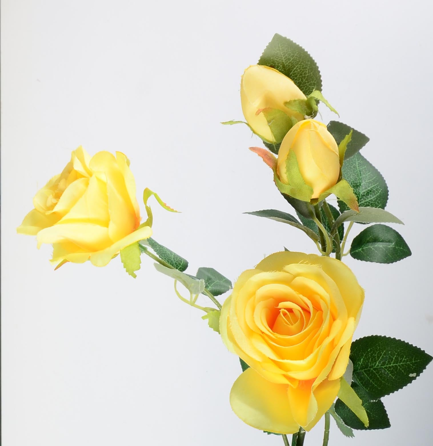 Стрък роза с два цвята и две пъпки - baron.bg