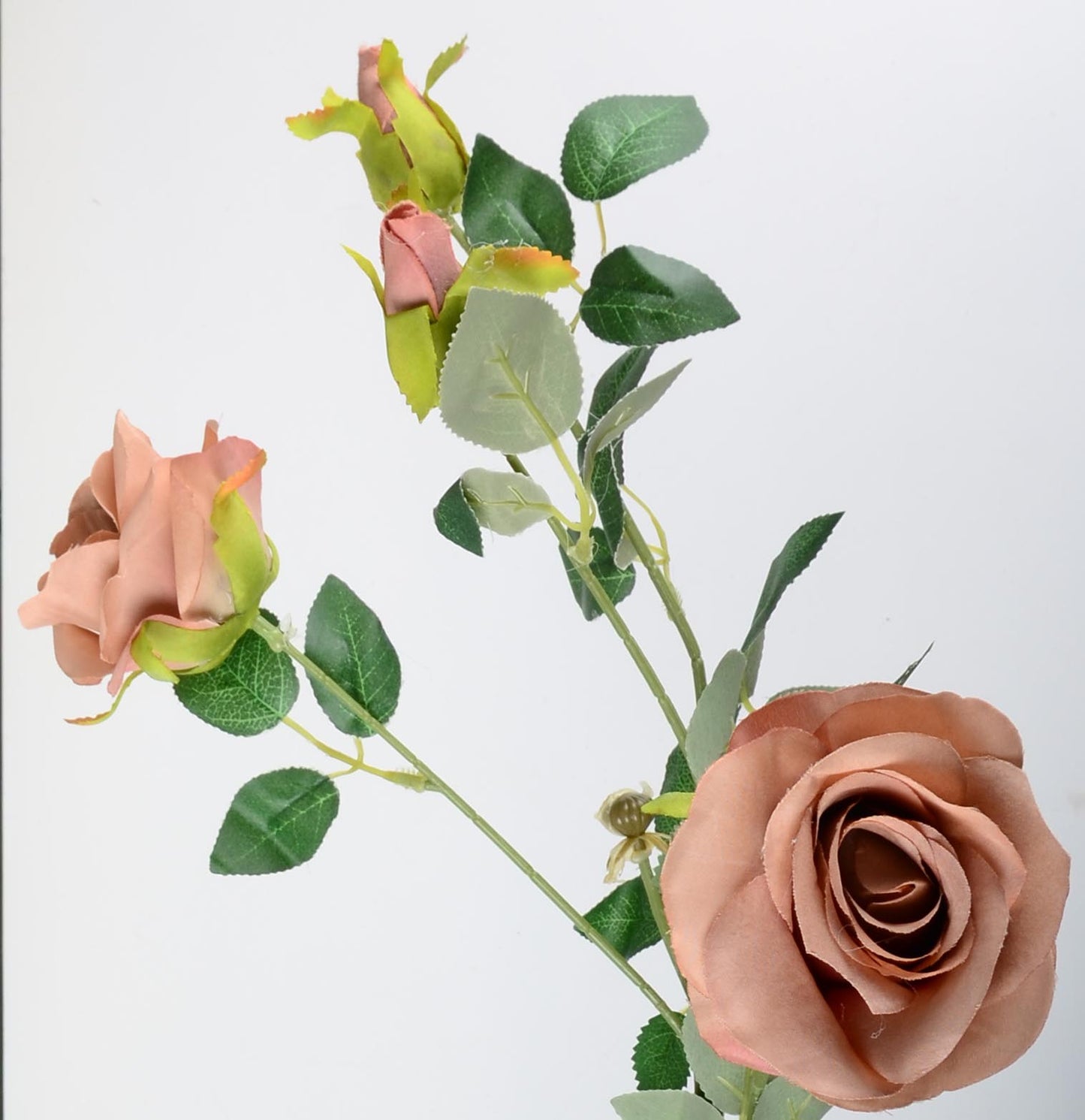 Стрък роза с два цвята и две пъпки ―  Baron.bg