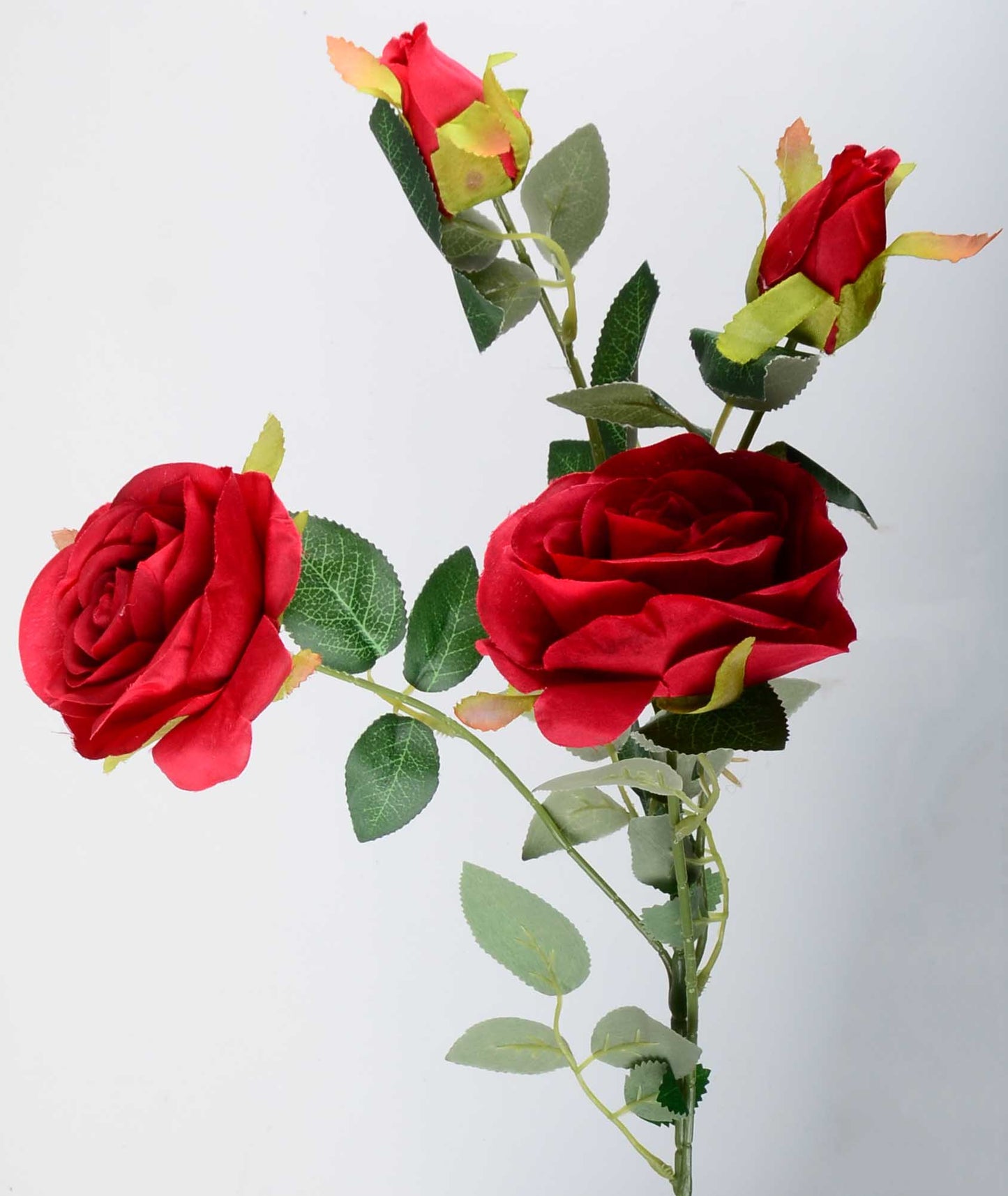 Стрък роза с два цвята и две пъпки - baron.bg