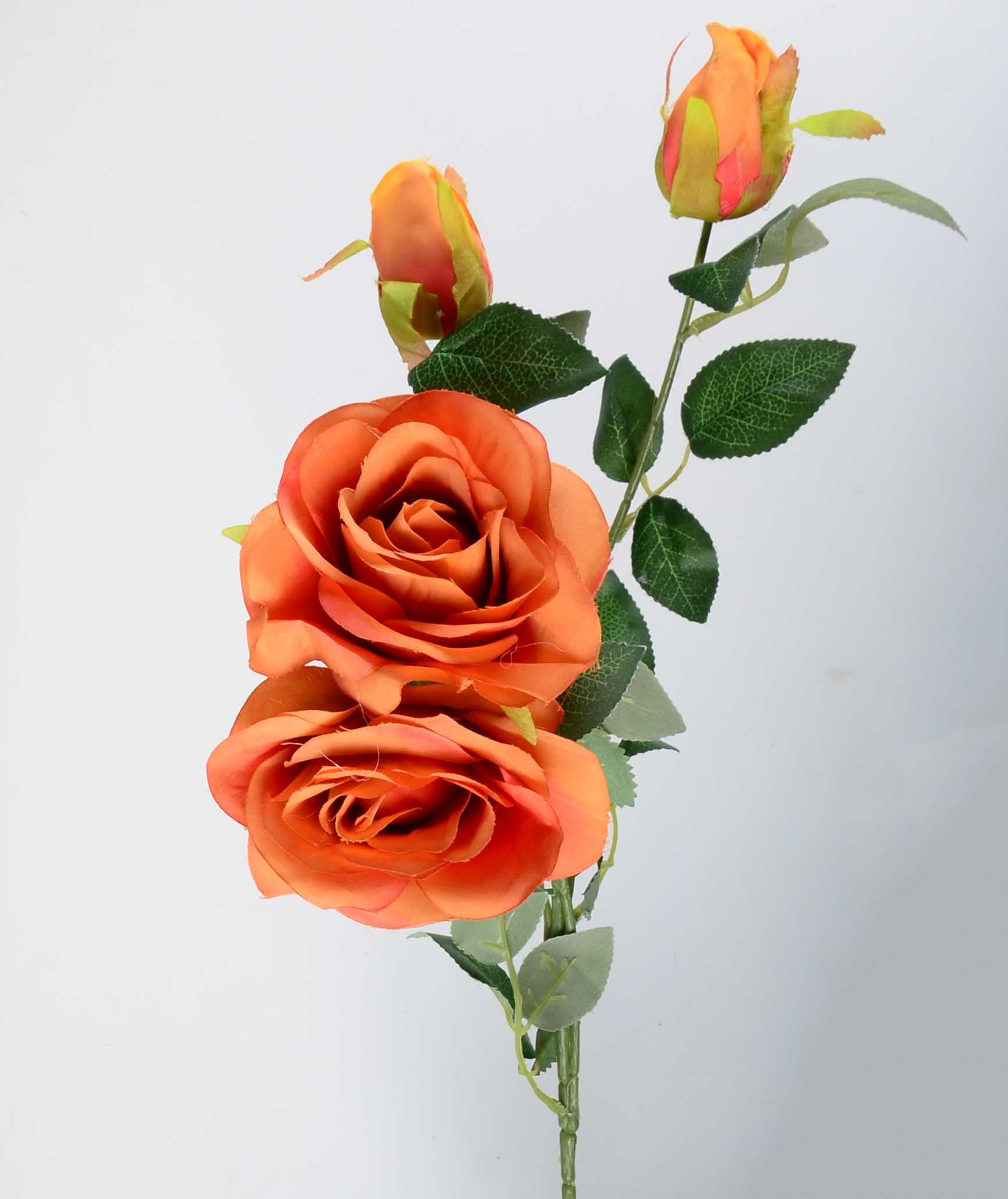 Стрък роза с два цвята и две пъпки - baron.bg