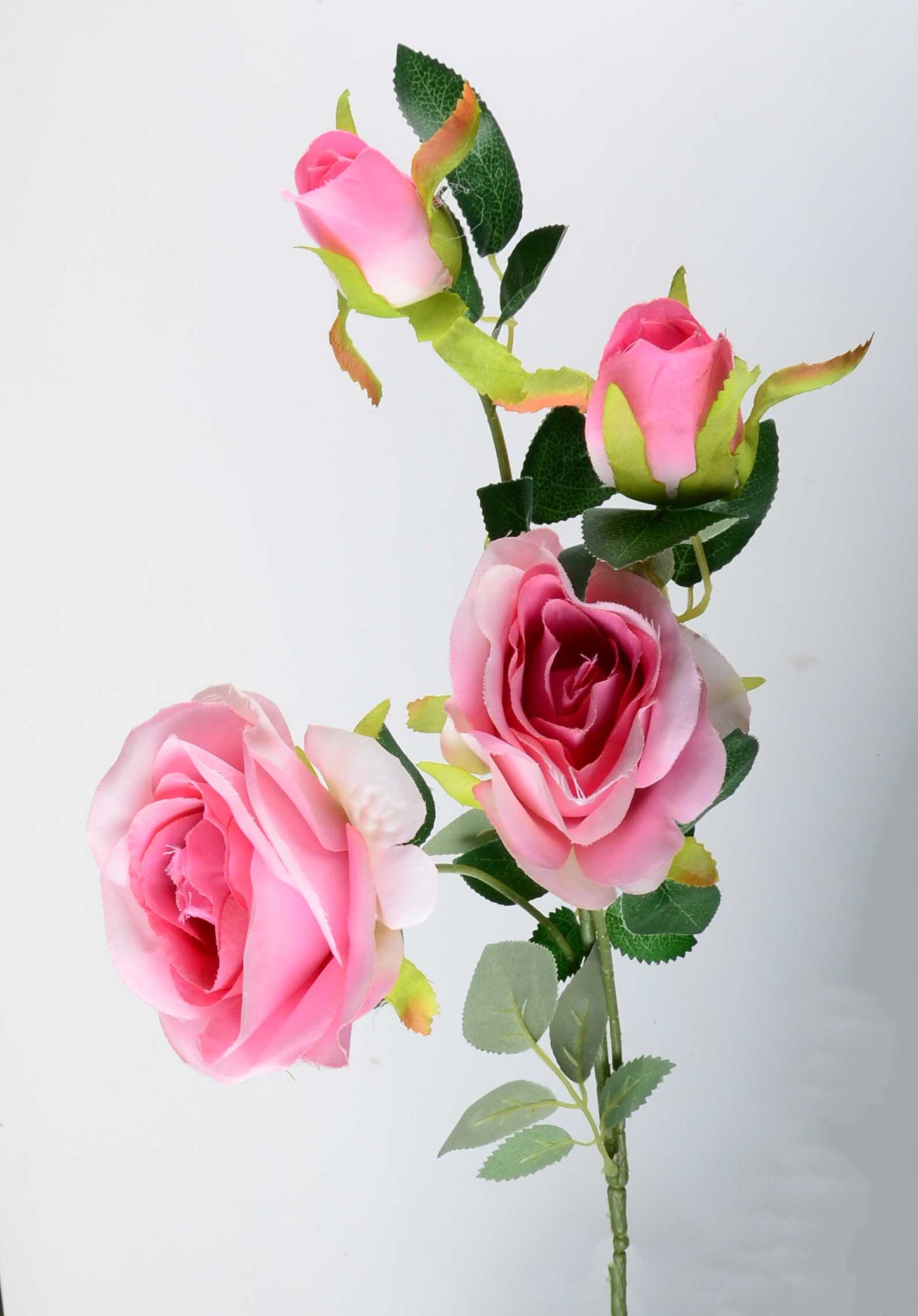 Стрък роза с два цвята и две пъпки - baron.bg