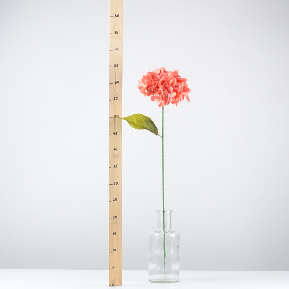 Декоративна хортензия - INR191