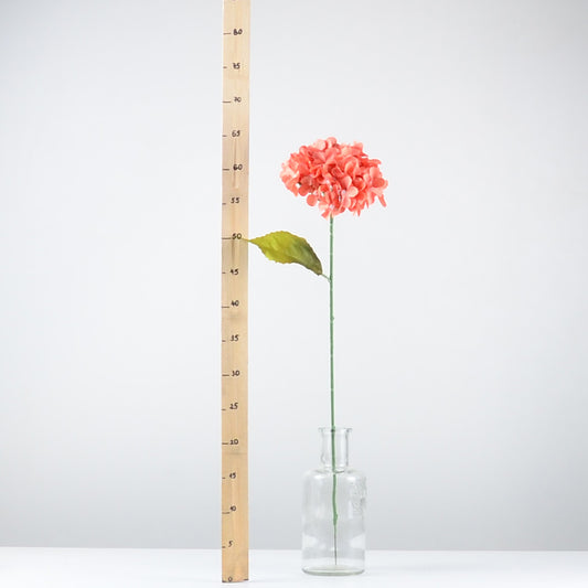 Декоративна хортензия - INR191