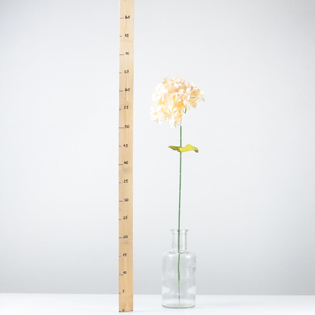 Декоративна хортензия - baron.bg