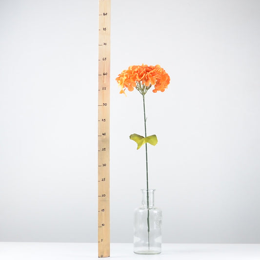 Декоративна хортензия - baron.bg