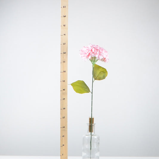 Декоративна хортензия - baron.bg