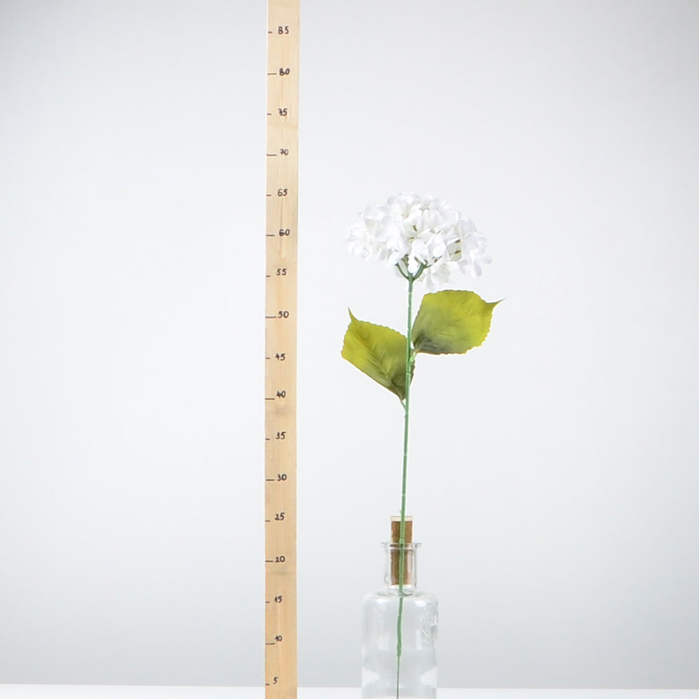 Декоративна хортензия - baron.bg