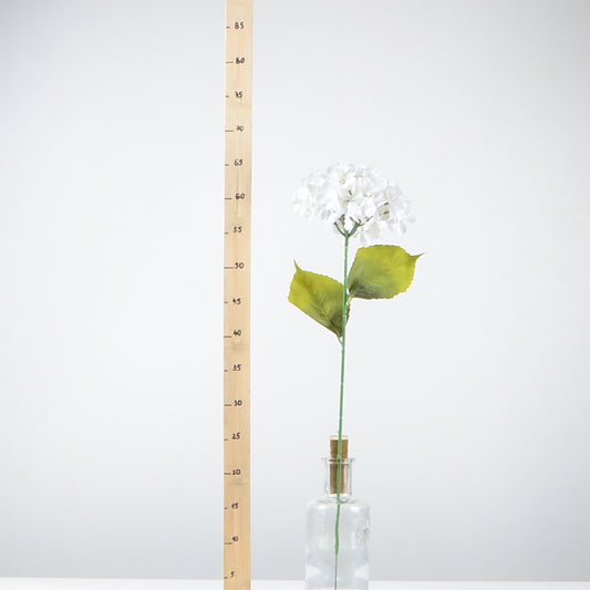 Декоративна хортензия - baron.bg