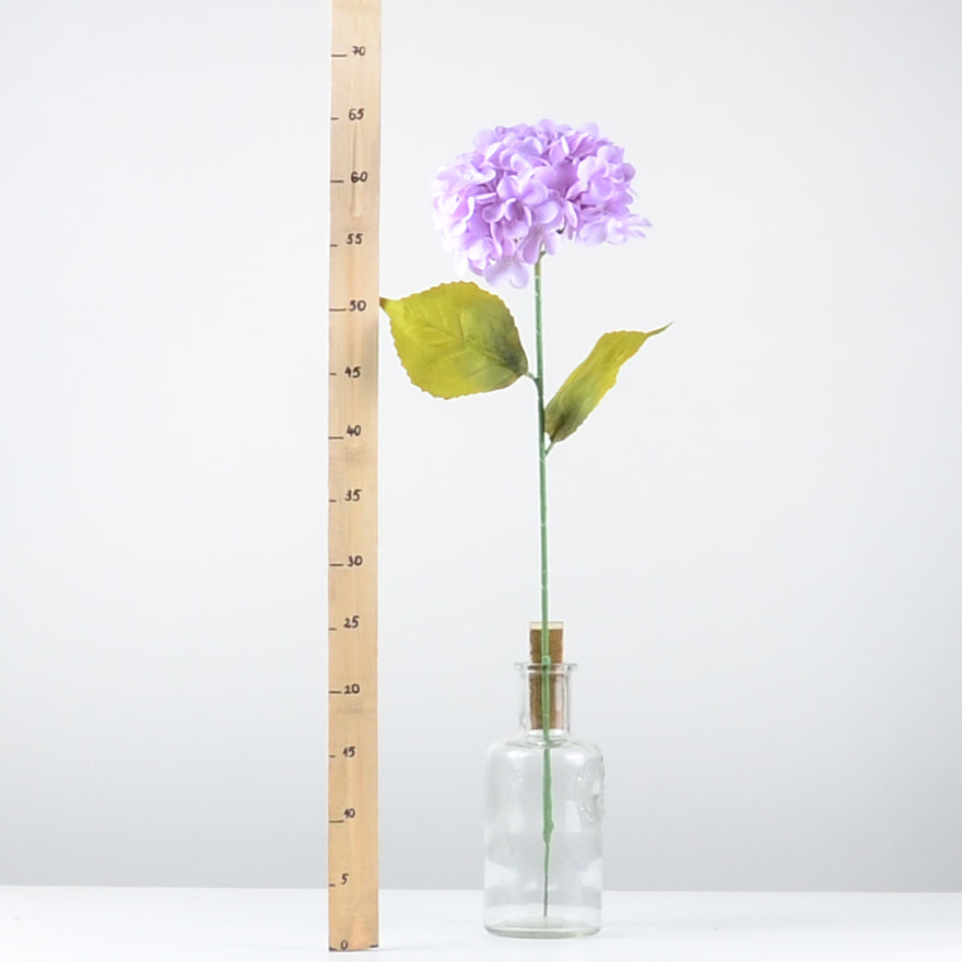 Декоративна хортензия - baron.bg