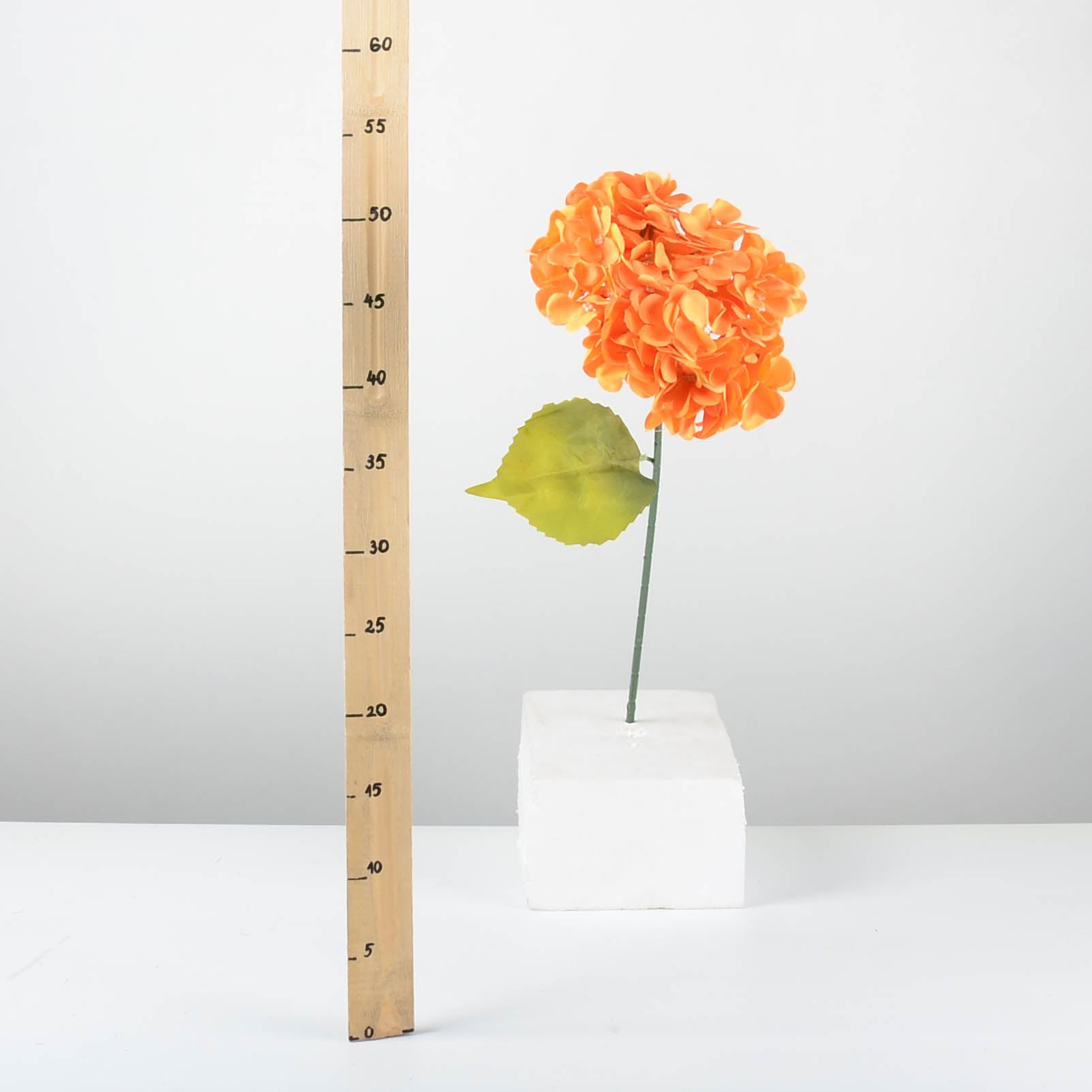 Декоративна хортензия - baron.bg