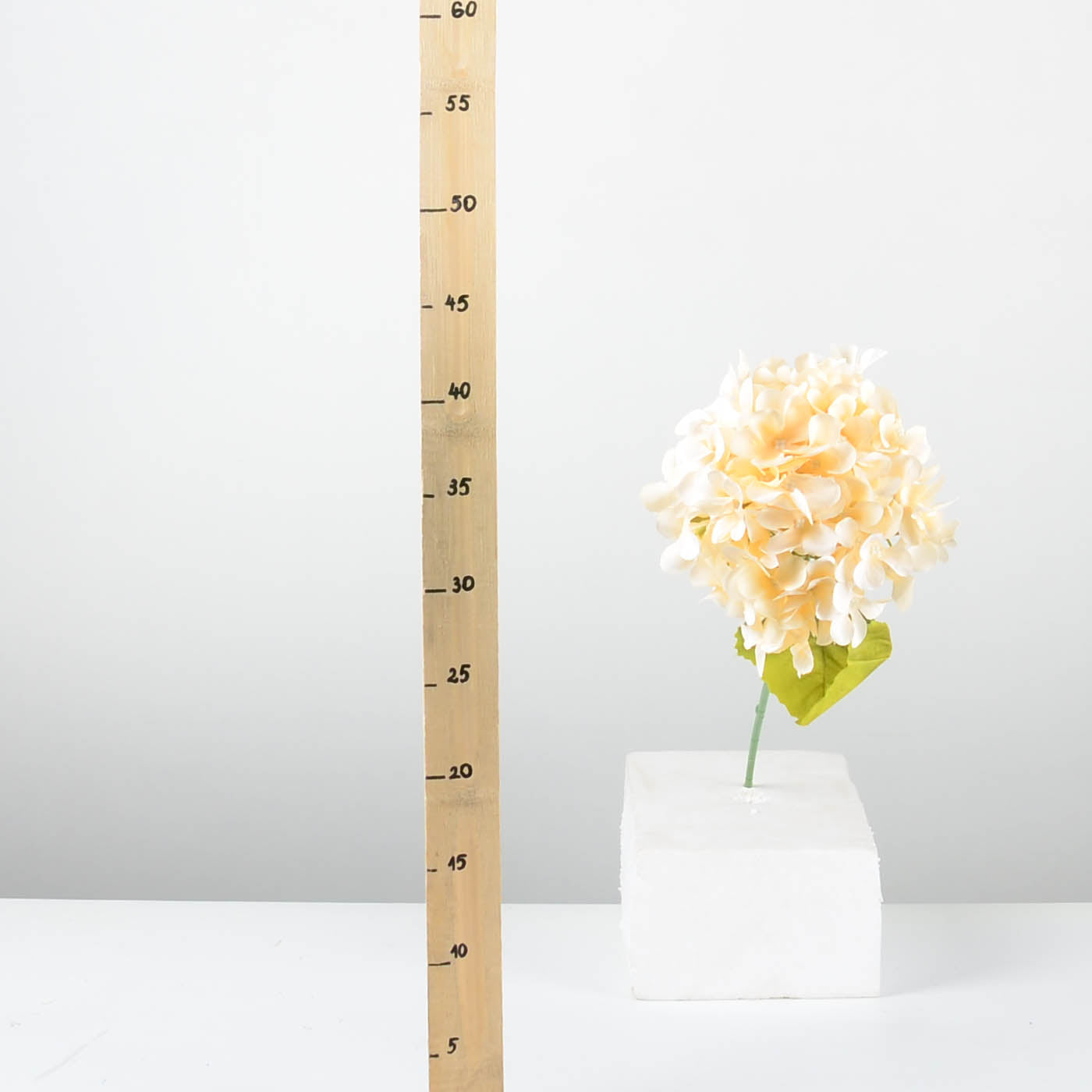 Декоративна хортензия - baron.bg