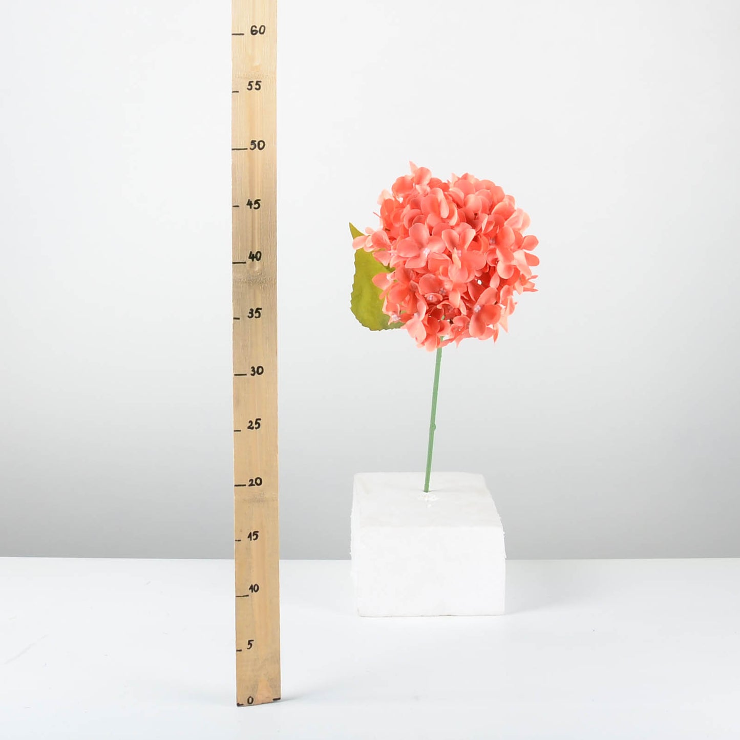 Декоративна хортензия - INR191