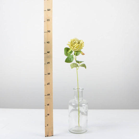 Декоративна роза - baron.bg