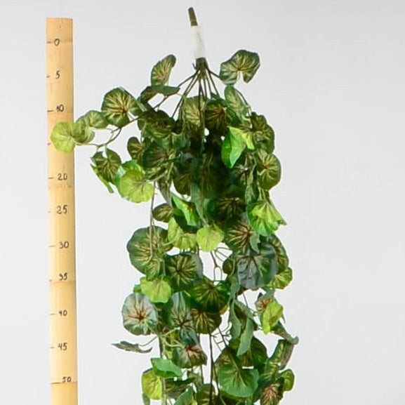 Висящи растения ― Baron.bg