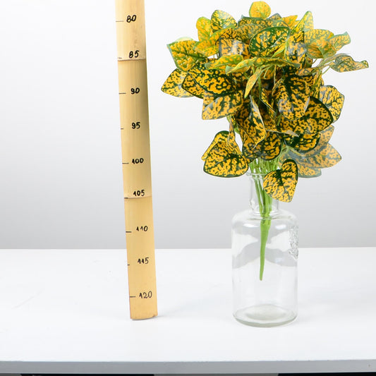 Декоративно растение - baron.bg