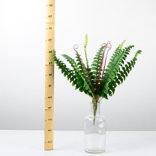 Декоративно растение - baron.bg